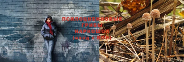 индика Няндома